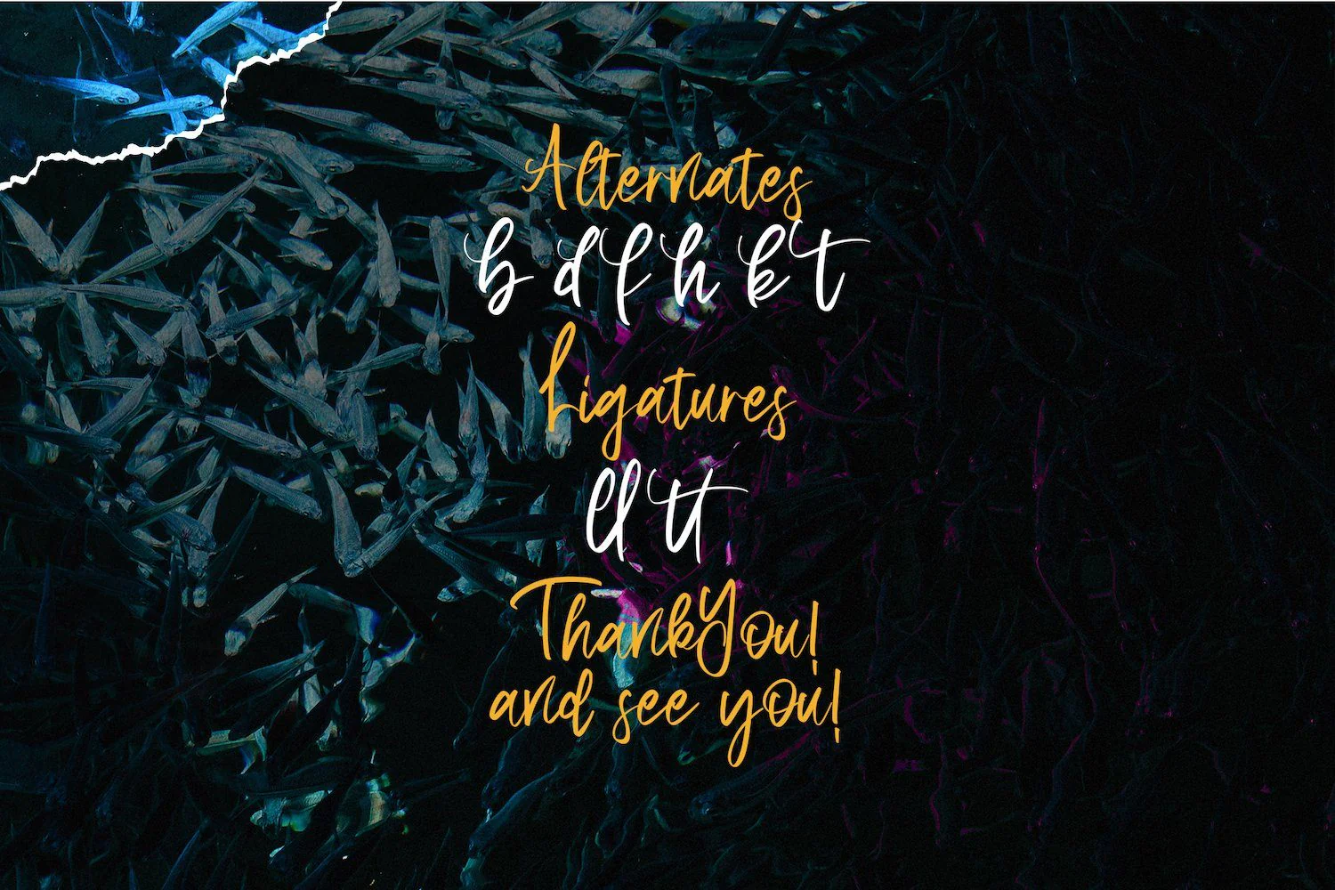 Aquilla - Brush Script Font - Image 15