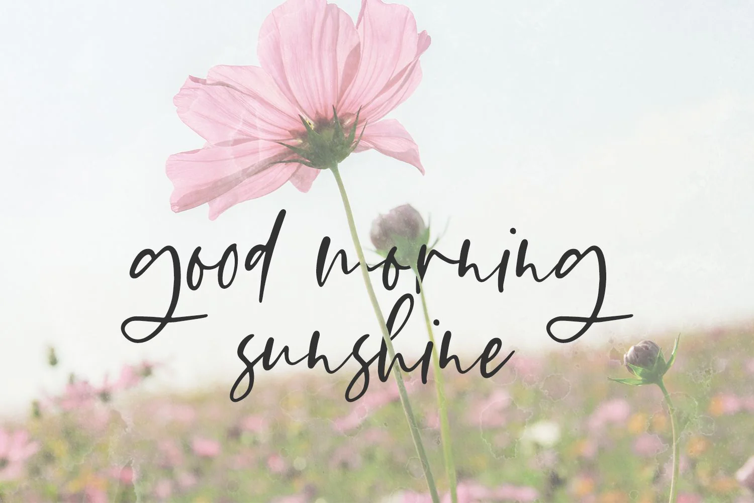 Flirty Script Font - Image 2